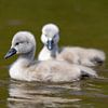 Cygne poussin sur Andreas Müller