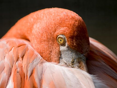 Flamant rouge : parc animalier de Old Hand