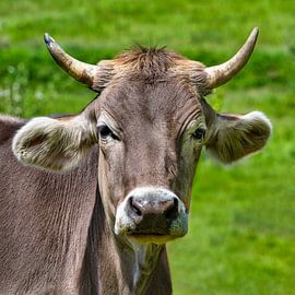Portrait of a Black Forest cow by Photo Art Thomas Klee