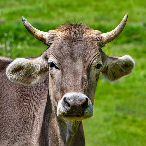 Portret van een koe uit het Zwarte Woud