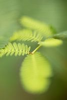 Hortus Botanicus | Botanische Gärten von Leiden | Blume | Pastell | Lensbaby fine Art Print