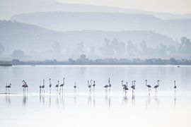 Flamingos in der Lagune von Gailova von Andius Teijgeler