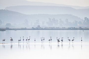 Flamingo's in het Gailova Lagoon