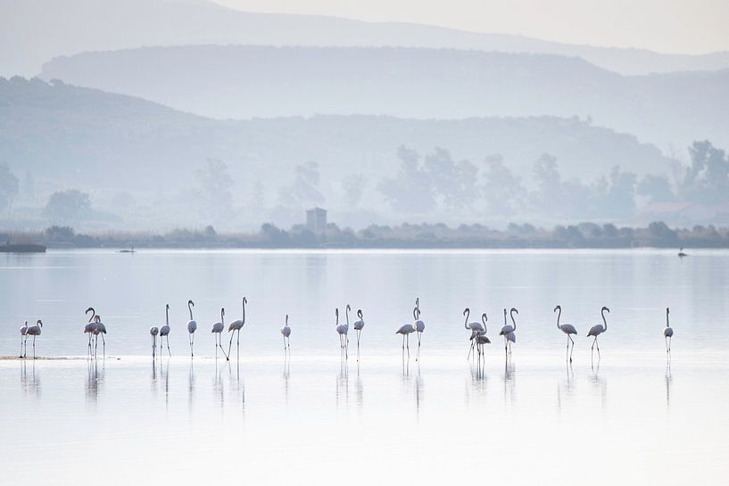 Flamingo's in het Gailova Lagoon van Andius Teijgeler