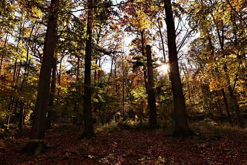 Waldspaziergang auf dem Brocken im Harz von Nature and More - Photography