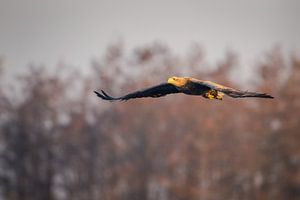 Zeearend in de vlucht sur Erik Veldkamp