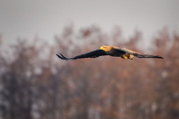 Zeearend in de vlucht von Erik Veldkamp