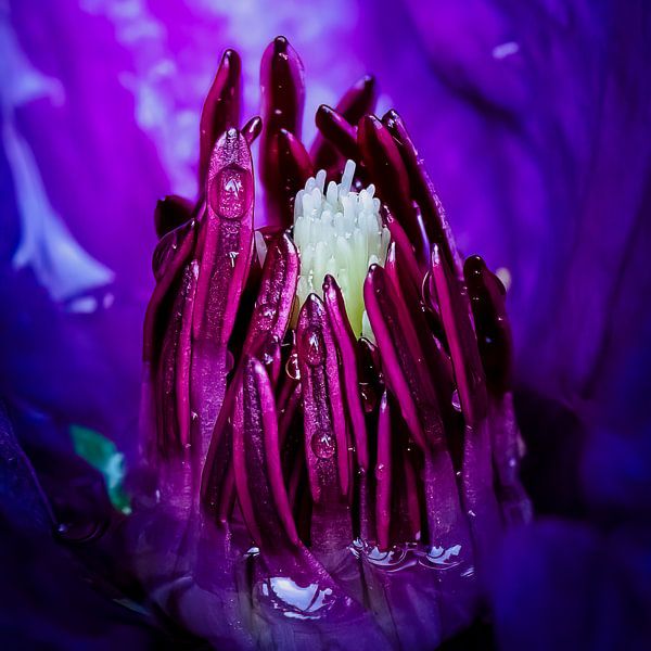 clematis van Peter Smeekens