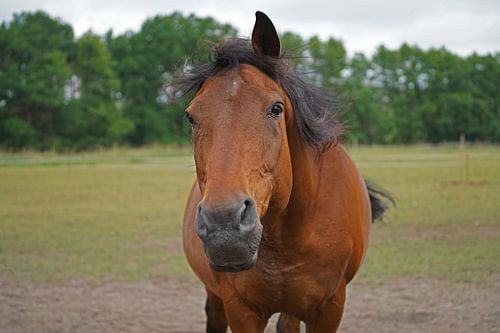 Trakehner Feldmeyer in de wei