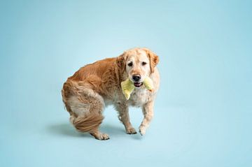 Spelende golden retriever hond in de studio met blauwe achtergrondkleur / met gele knuffel van Elisabeth Vandepapeliere