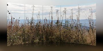 Prairie  - Graslanden van Christine Nöhmeier