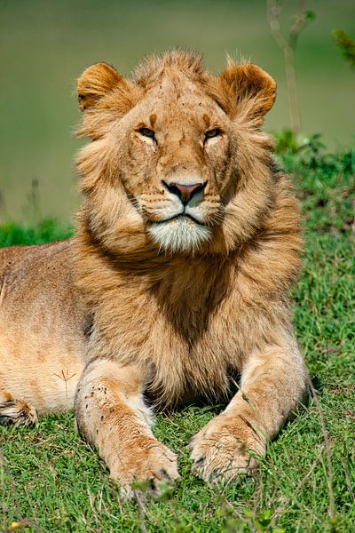 Jonge leeuw met beginnende manen van Peter Michel