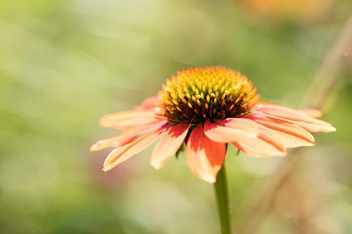 Sonnenhut, von Licht beleuchtet