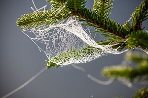 Une toile d'araignée sur Christa Kramer