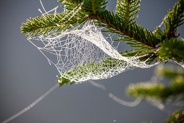 Ein Spinnennetz von Christa Kramer