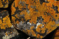 Lichen on stone