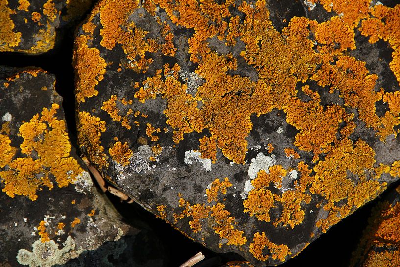 Lichen on stone by Erick van Bommel