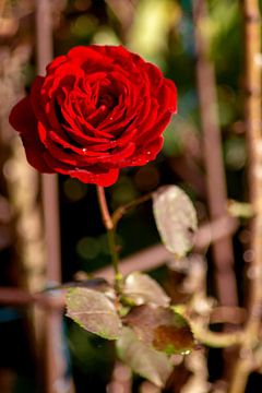 Golden October Rose van Michael Nägele