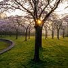 eerste zon in het bloesempark van peterheinspictures