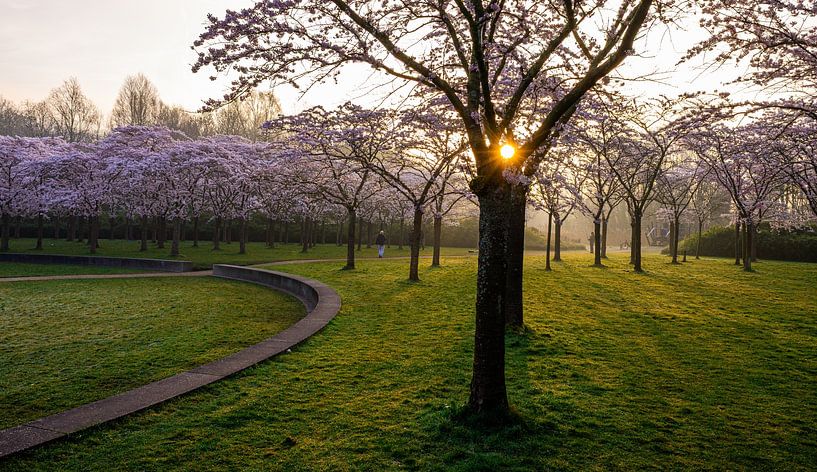 premier soleil dans le parc fleuri par peterheinspictures