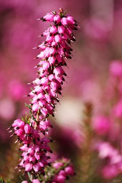 springtime! ... pink, pinker, pinkest III van Meleah Fotografie