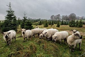 schapen sur Bas Quaedvlieg