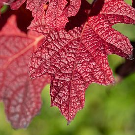 Red leaves in autumn by Ulrike Leone