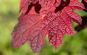 Feuilles rouges en automne sur Ulrike Leone