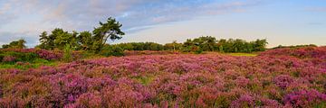 De heide in bloei in Terhorsterzand van Henk Meijer Photography