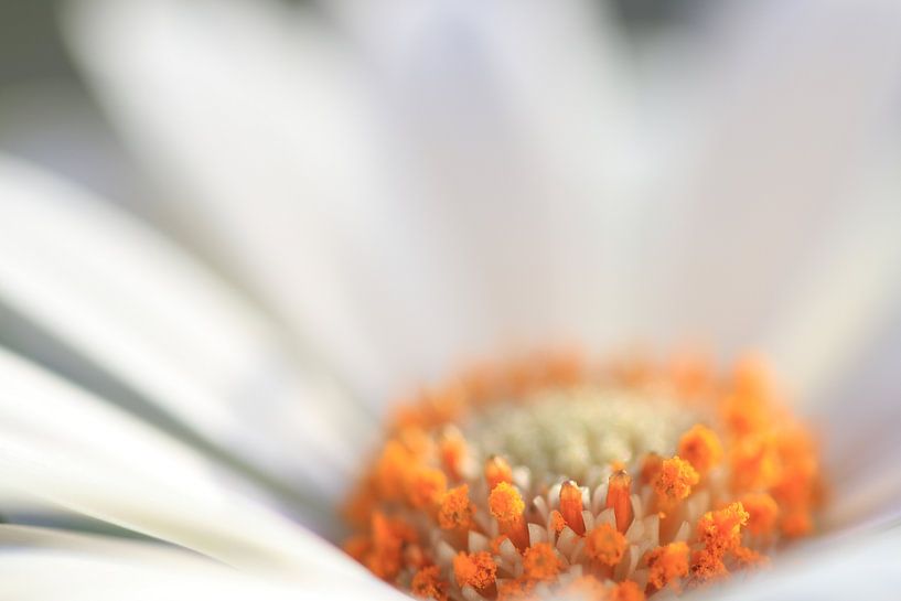 Macro white gerbera by Augenblicke im Bild