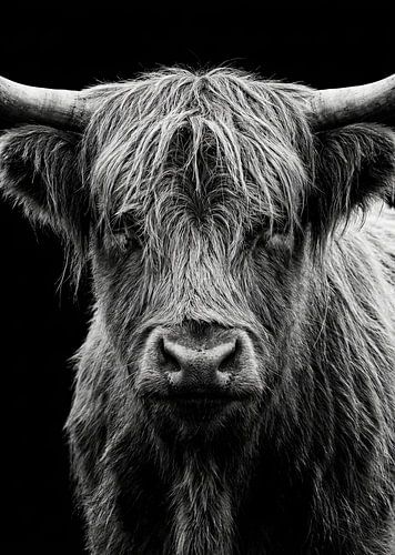 Portrait d'une vache des Highlands noire et blanche — Affiche murale animalière au style audacieux