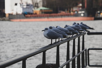 Les mouettes dans le port de Rotterdam