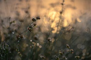 Gold auf der Heide