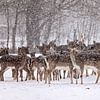 Group of fallow deer in the snow by gea strucks