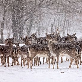 Group of fallow deer in the snow by gea strucks