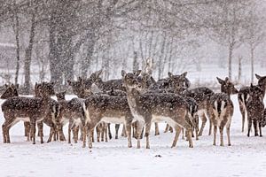Gruppe von Damhirschen im Schnee