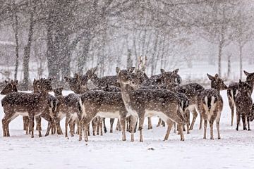 Groep damherten in de sneeuw