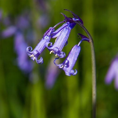 blue wood hyacinth