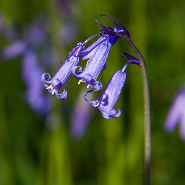 blue wood hyacinth von Koen Ceusters