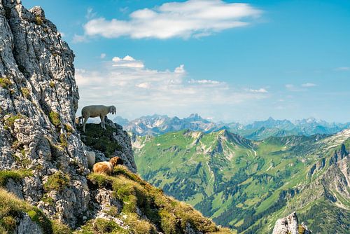 Kudde schapen in de Allgäuer Alpen