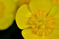 Boterbloem