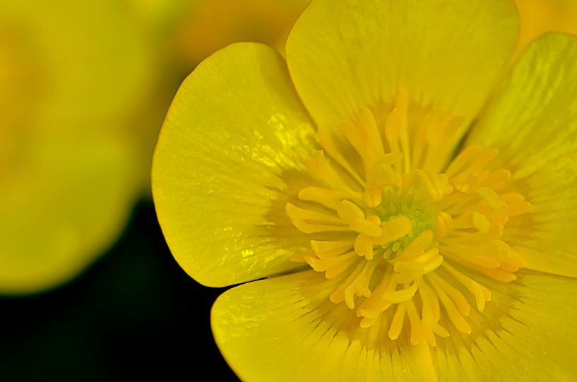 Boterbloem par Pierre Timmermans