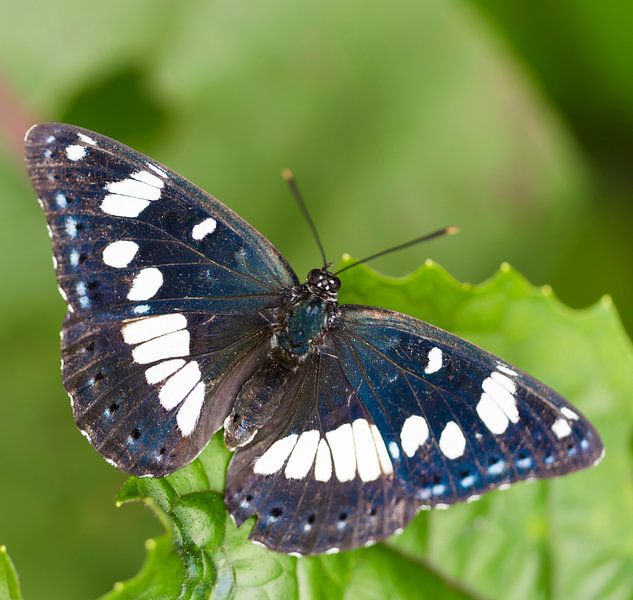 Blauwe IJsvogelvlinder par Ingrid Ronde