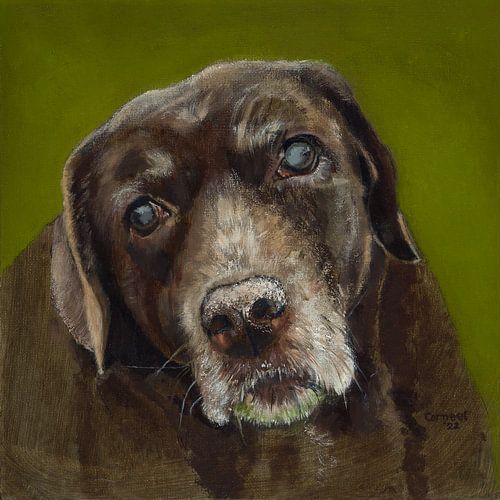 Old Brown Labrador Retriever Berber