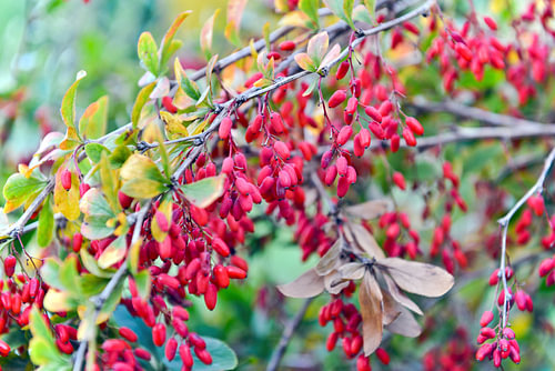 Scharlakenrode bessen van de berberis in het herfstlicht