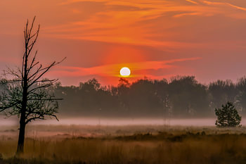 mist on the veluwe