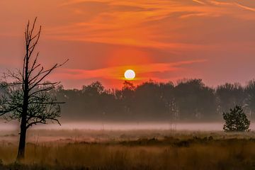 Nebel auf dem Veluwemeer von Tania Perneel