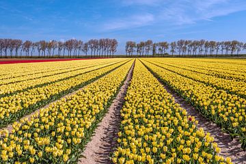 Geel bloeiende tulpen, een bomenrij en een blauwe lucht van Ruud Morijn