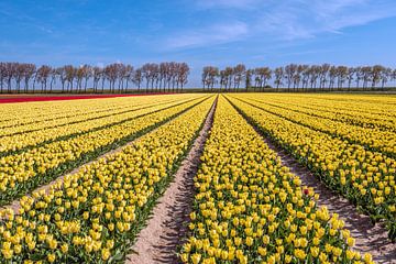 Geel bloeiende tulpen, een bomenrij en een blauwe lucht