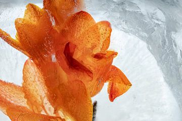 Oranje freesia in ijs 3 van Marc Heiligenstein